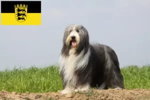 Read more about the article Bearded Collie breeders and puppies in Baden-Württemberg
