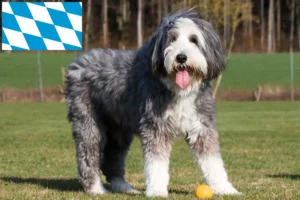 Read more about the article Bearded Collie breeders and puppies in Bavaria