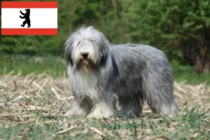 Read more about the article Bearded Collie breeders and puppies in Berlin