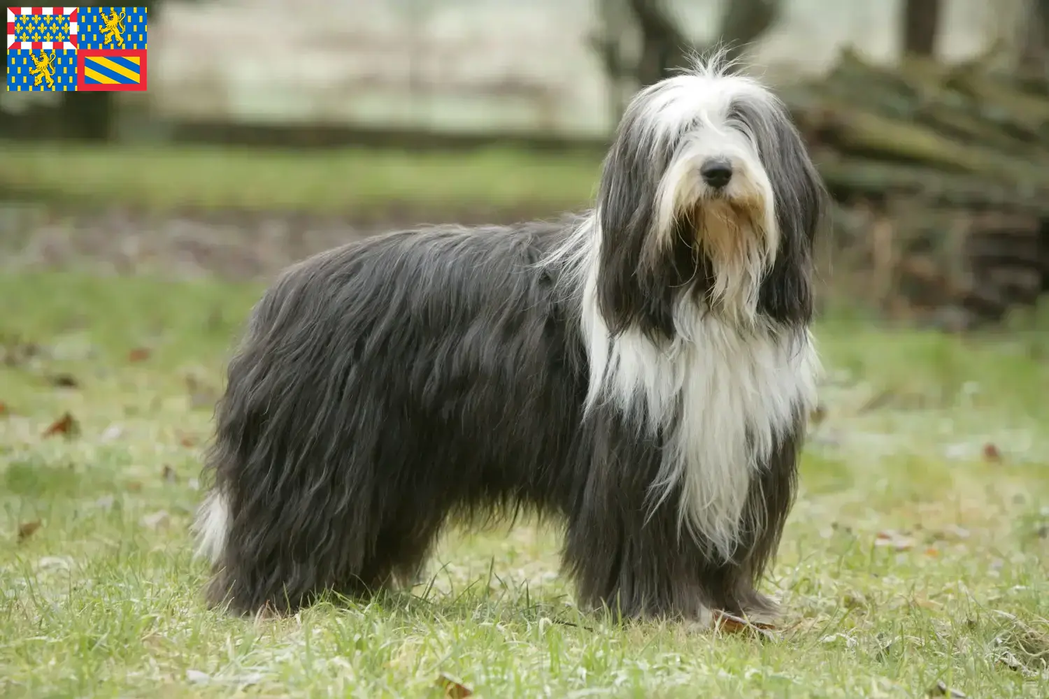 Read more about the article Bearded Collie breeders and puppies in Bourgogne-Franche-Comté