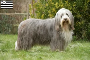 Read more about the article Bearded Collie breeders and puppies in Brittany