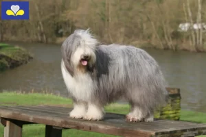 Read more about the article Bearded Collie breeders and puppies in the Brussels-Capital Region