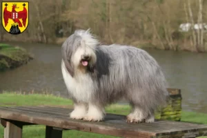 Read more about the article Bearded Collie breeders and puppies in Burgenland