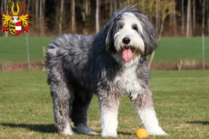Read more about the article Bearded Collie breeders and puppies in Carinthia