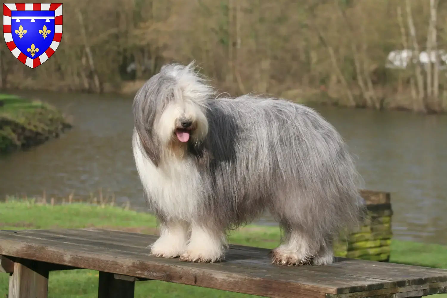 Read more about the article Bearded Collie breeders and puppies in Centre-Val de Loire