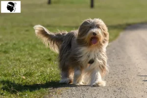 Read more about the article Bearded Collie breeders and puppies in Corsica