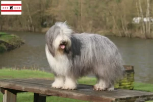 Read more about the article Bearded Collie breeders and puppies in Drenthe