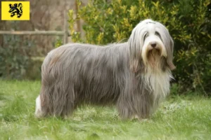 Read more about the article Bearded Collie breeders and puppies in Flanders