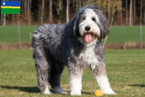 Read more about the article Bearded Collie breeders and puppies in Flevoland