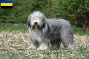 Read more about the article Bearded Collie breeders and puppies in Gelderland