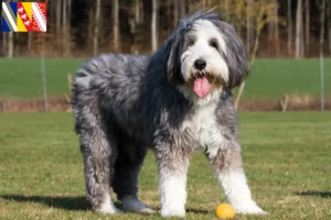 Read more about the article Bearded Collie breeders and puppies in Grand Est