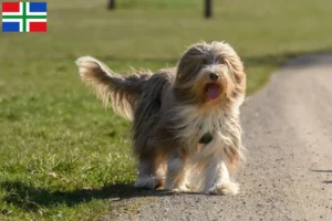 Read more about the article Bearded Collie breeders and puppies in Groningen