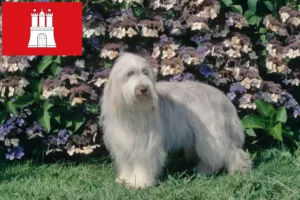 Read more about the article Bearded Collie breeders and puppies in Hamburg