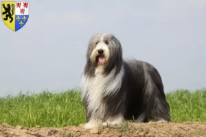 Read more about the article Bearded Collie breeders and puppies in Hauts-de-France