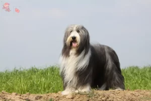 Read more about the article Bearded Collie breeders and puppies in Hovedstaden