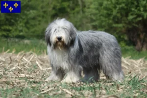 Read more about the article Bearded Collie breeders and puppies in Île-de-France