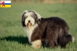 Read more about the article Bearded Collie breeders and puppies in Limburg