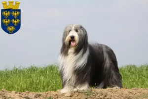Read more about the article Bearded Collie breeders and puppies in Lower Austria