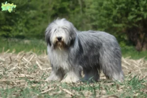 Read more about the article Bearded Collie breeders and puppies in Midtjylland