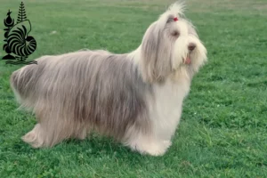 Read more about the article Bearded Collie breeders and puppies in New Caledonia