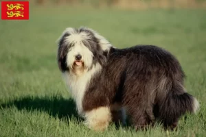 Read more about the article Bearded Collie breeders and puppies in Normandy