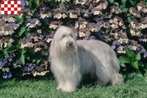 Read more about the article Bearded Collie breeders and puppies in North Brabant