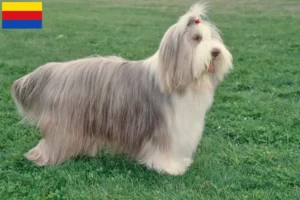 Read more about the article Bearded Collie breeders and puppies in North Holland