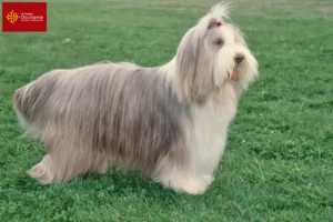 Read more about the article Bearded Collie breeders and puppies in Occitania