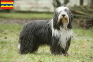 Read more about the article Bearded Collie breeders and puppies in Overijssel