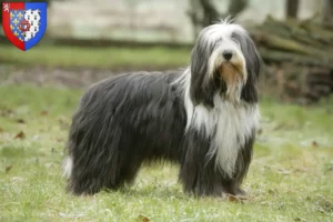Read more about the article Bearded Collie breeders and puppies in Pays de la Loire