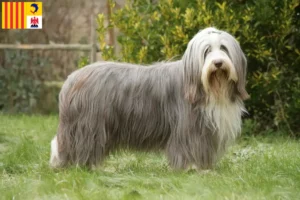 Read more about the article Bearded Collie breeders and puppies in Provence-Alpes-Côte d’Azur