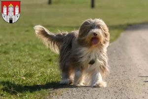 Read more about the article Bearded Collie breeders and puppies in Salzburg