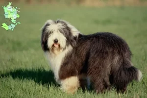 Read more about the article Bearded Collie breeders and puppies in Sjælland