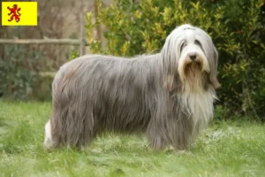 Read more about the article Bearded Collie breeders and puppies in South Holland