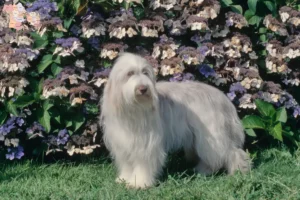 Read more about the article Bearded Collie breeders and puppies in Syddanmark