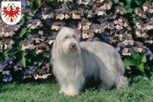 Read more about the article Bearded Collie breeders and puppies in Tyrol
