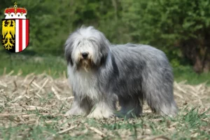 Read more about the article Bearded Collie breeders and puppies in Upper Austria