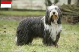 Read more about the article Bearded Collie breeders and puppies in Vienna