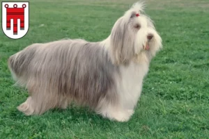 Read more about the article Bearded Collie breeders and puppies in Vorarlberg