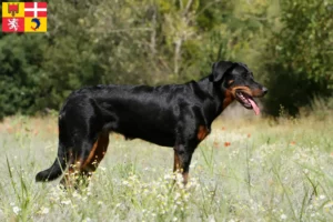 Read more about the article Beauceron breeders and puppies in Auvergne-Rhône-Alpes