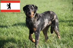 Read more about the article Beauceron breeders and puppies in Berlin