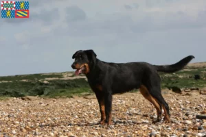 Read more about the article Beauceron breeders and puppies in Bourgogne-Franche-Comté