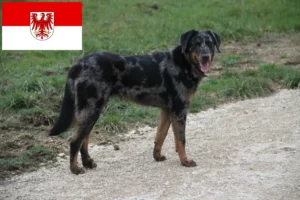 Read more about the article Beauceron breeders and puppies in Brandenburg