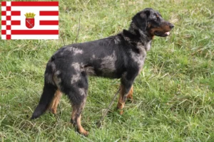 Read more about the article Beauceron breeders and puppies in Bremen