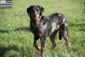 Read more about the article Beauceron breeders and puppies in Brittany
