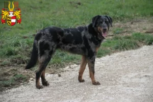Read more about the article Beauceron breeders and puppies in Carinthia