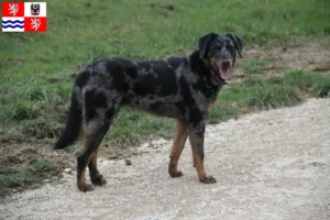 Read more about the article Beauceron breeders and puppies in Central Bohemia