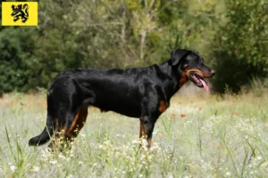 Read more about the article Beauceron breeders and puppies in Flanders