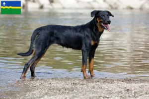 Read more about the article Beauceron breeders and puppies in Flevoland