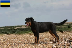 Read more about the article Beauceron breeders and puppies in Gelderland